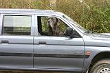 VOITURE - CAR 219